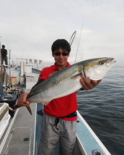 ワラサの釣果