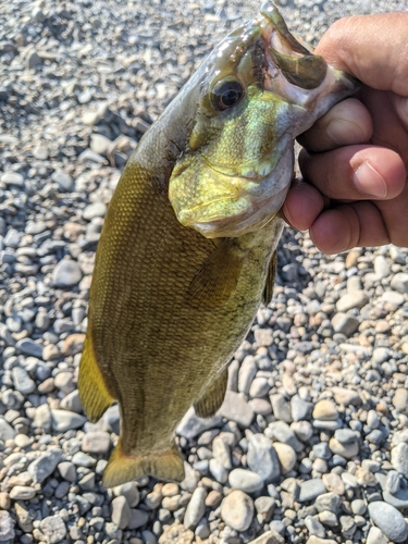 スモールマウスバスの釣果