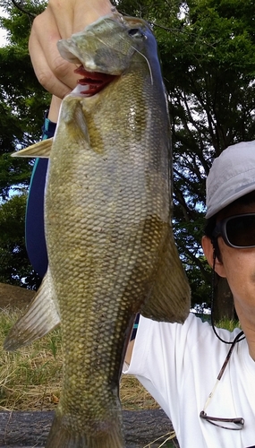 スモールマウスバスの釣果