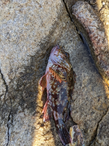 アラカブの釣果