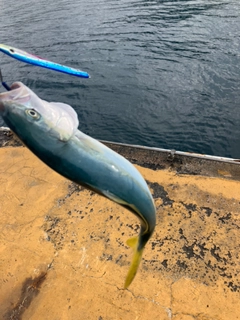 ブリの釣果