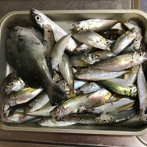 アジの釣果