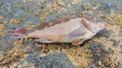 ガヤの釣果