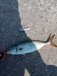 ツバスの釣果