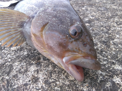 アイナメの釣果