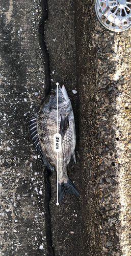 クロダイの釣果