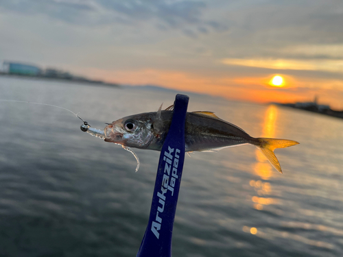 マアジの釣果