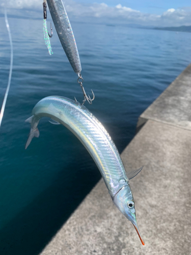 サヨリの釣果