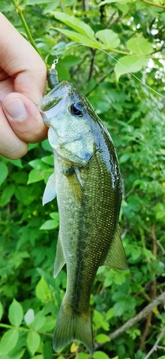 ブラックバスの釣果