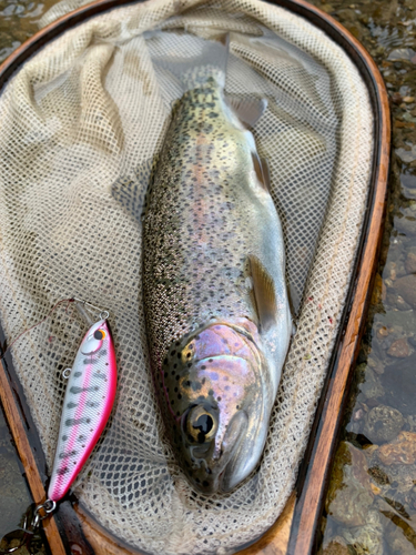 ニジマスの釣果