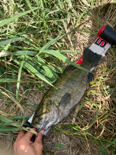 スモールマウスバスの釣果