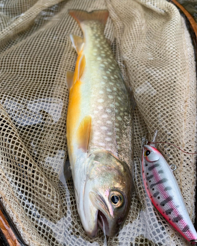 エゾイワナの釣果