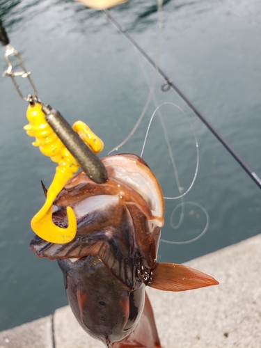 ドンコの釣果