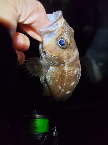 ガヤの釣果