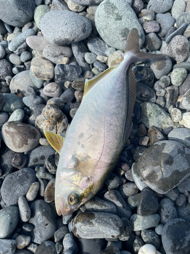 ショゴの釣果