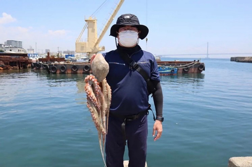 マダコの釣果