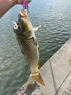 コイの釣果