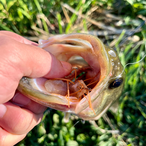 ブラックバスの釣果