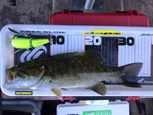 スモールマウスバスの釣果