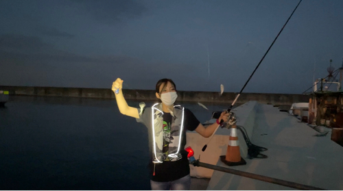 イワシの釣果