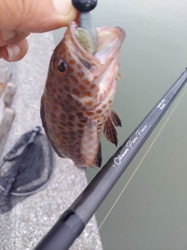 オオモンハタの釣果