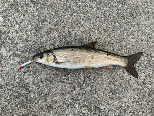 ウグイの釣果