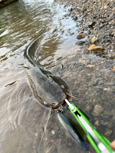 ナマズの釣果