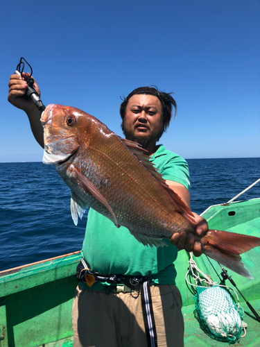 マダイの釣果