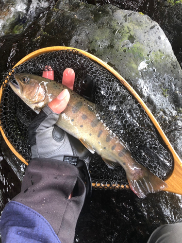 ヤマメの釣果