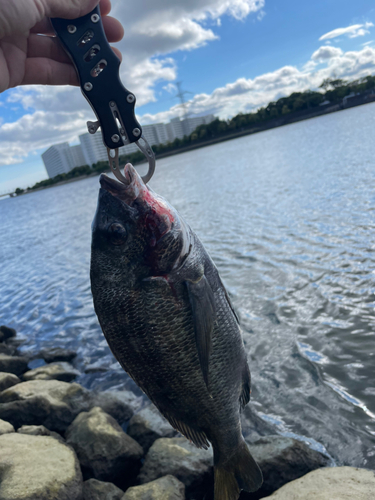 チヌの釣果