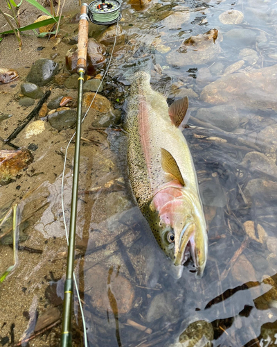 ニジマスの釣果