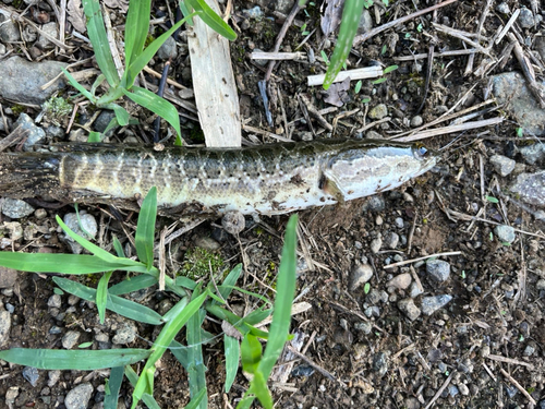 ライギョの釣果