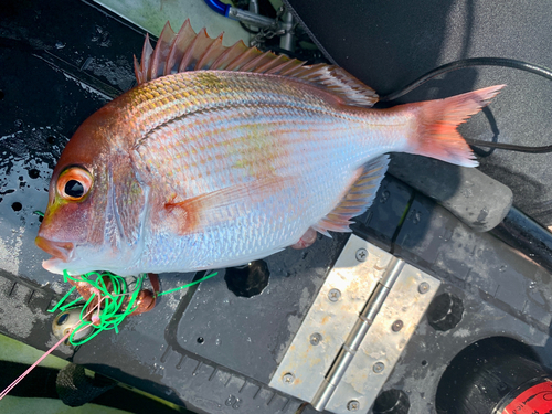 レンコダイの釣果