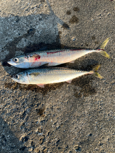 サバの釣果