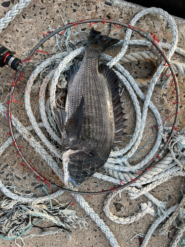 チヌの釣果