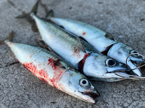 サバの釣果