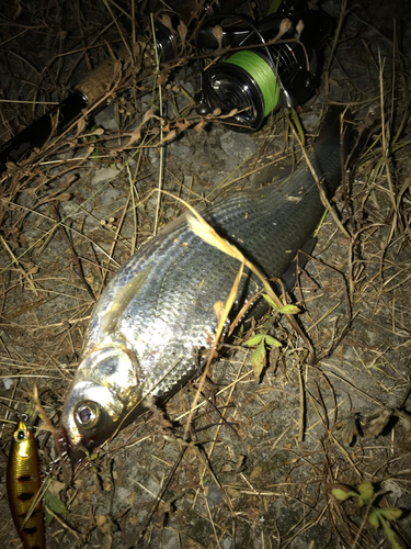 ワタカの釣果