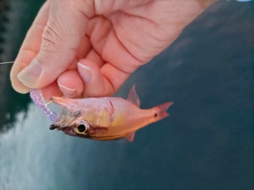 ネンブツダイの釣果