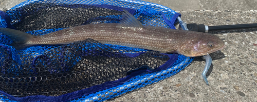 マゴチの釣果