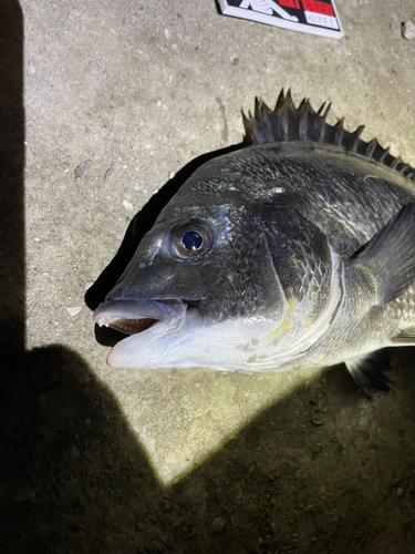 クロダイの釣果