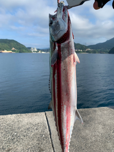 サゴシの釣果