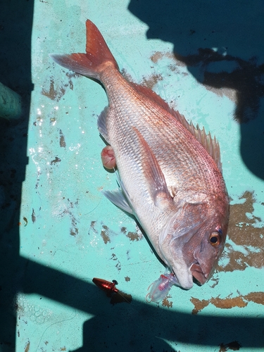 マダイの釣果