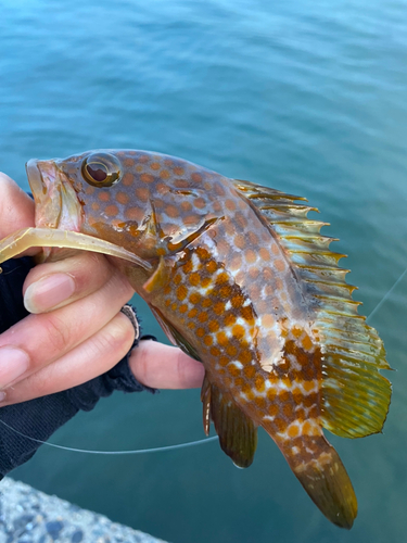 アコウの釣果