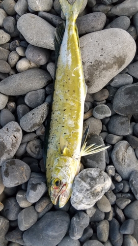 ワカシの釣果