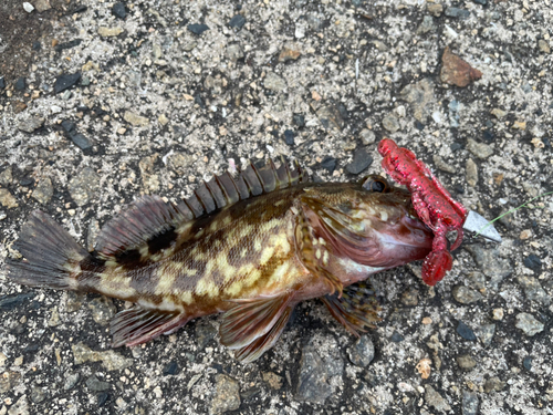 カサゴの釣果