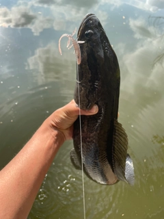 カムルチーの釣果