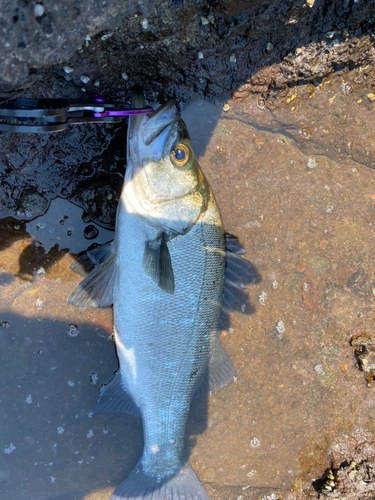 セイゴ（ヒラスズキ）の釣果