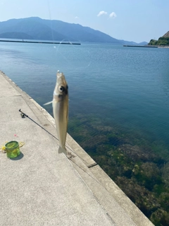 キスの釣果