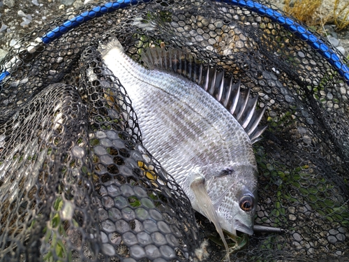 キビレの釣果