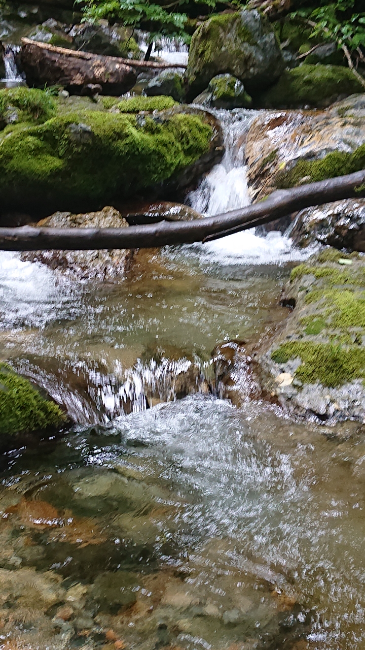 イワナ